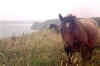 wales008.jpg (46844 bytes)